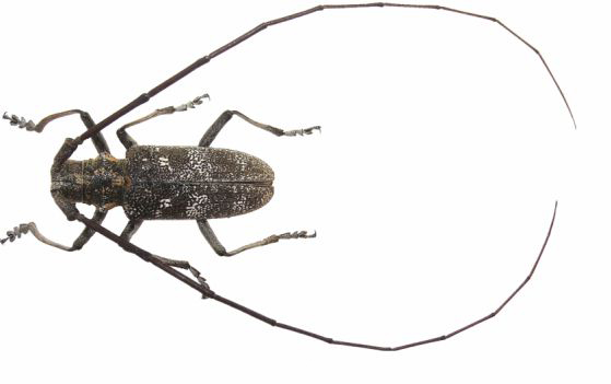 Monochamus Macho